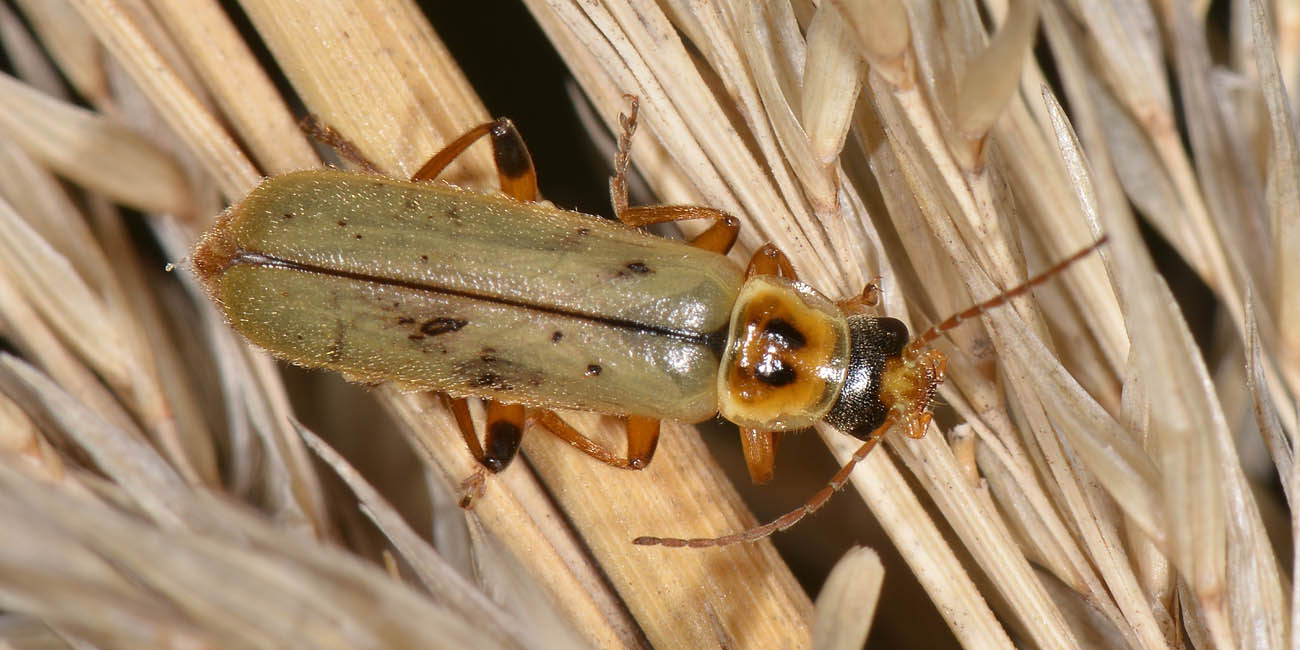 Cantharidae:  Metacantharis puncticollis